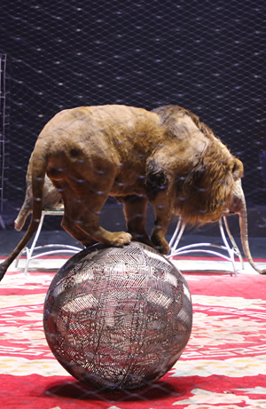 ʨ������